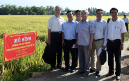 DTU Successfully Applies the DH 93 Nutritional Product to Rice